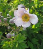 Anemone hupehensis. Часть соцветия. Крым, Симферополь, ботсад университета. 12 июля 2010 г.