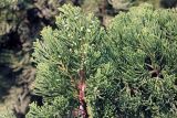 Juniperus chinensis. Ветви с незрелыми шишками. Китай, провинции Юньнань, р-н Сишуанбаньна, национальный парк \"Xishuangbanna Wild Elephant Valley\" (\"Долина диких слонов\"). 28.02.2017.