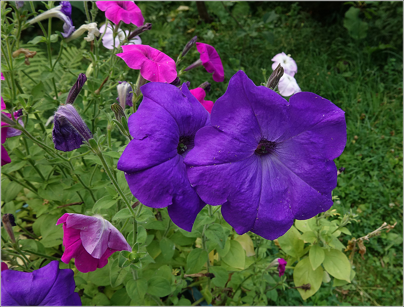 Image of Petunia &times; hybrida specimen.