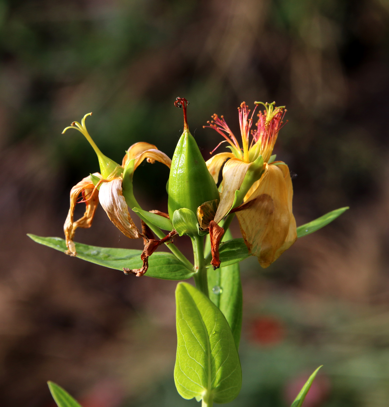 Изображение особи Hypericum ascyron.