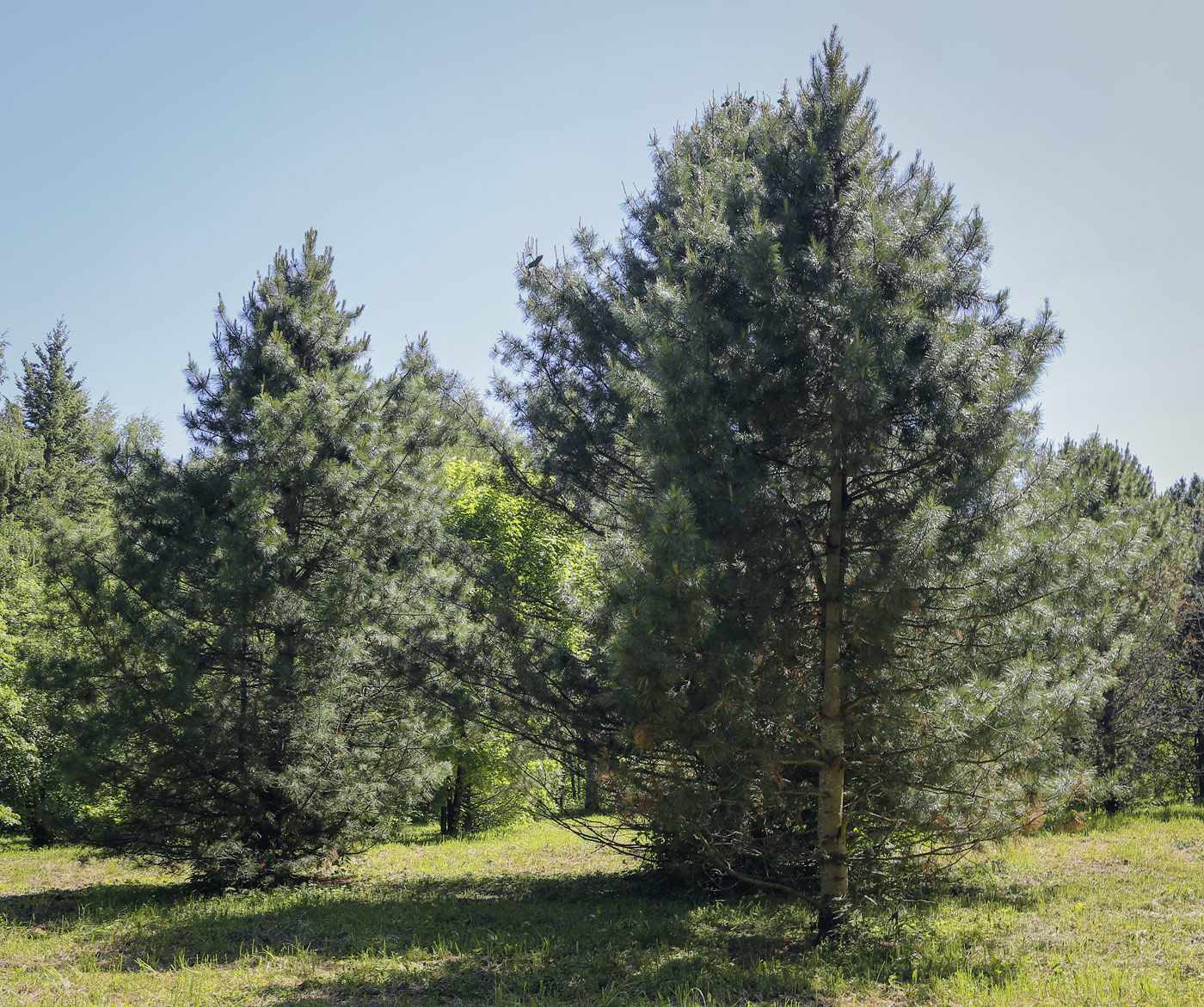 Изображение особи Pinus koraiensis.