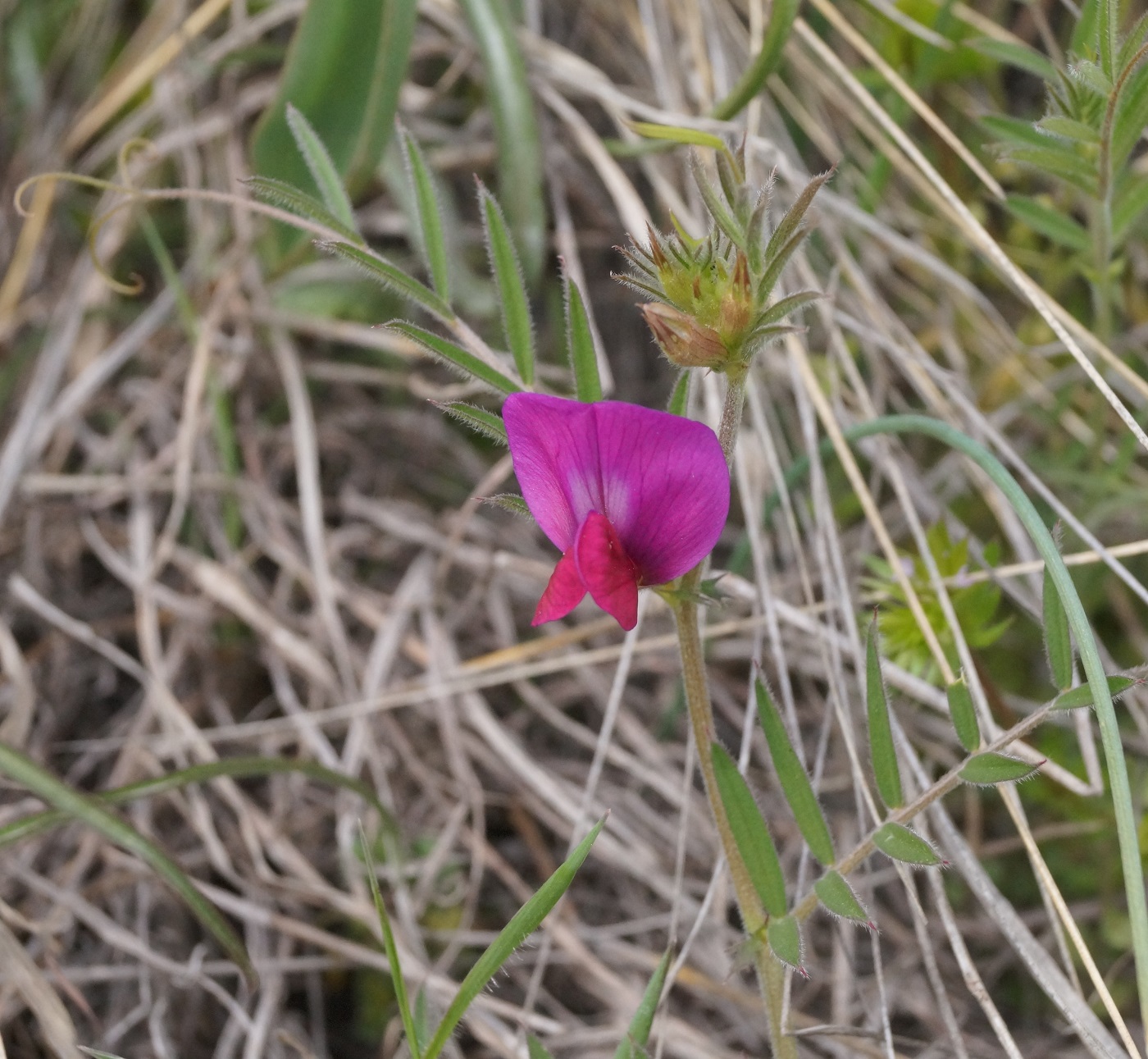 Image of Vicia amphicarpa specimen.