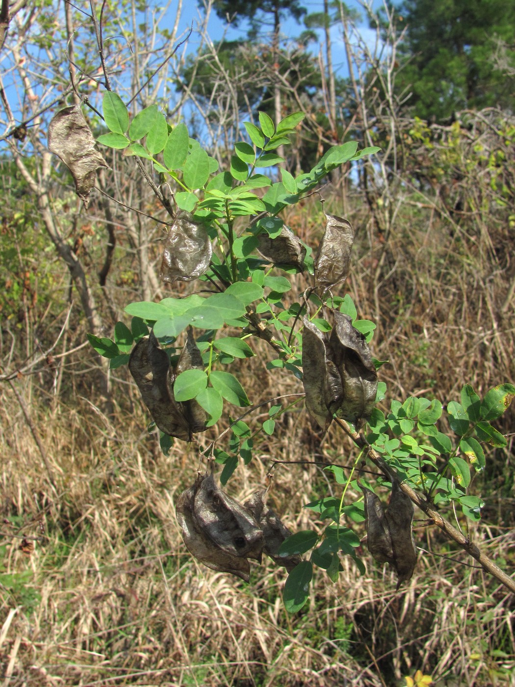 Image of Colutea cilicica specimen.