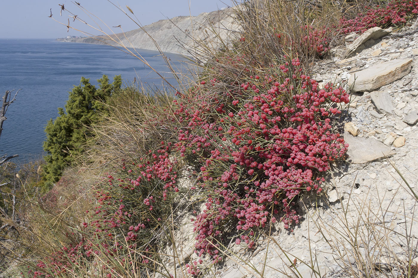 Image of Ephedra distachya specimen.