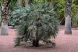 Chamaerops humilis