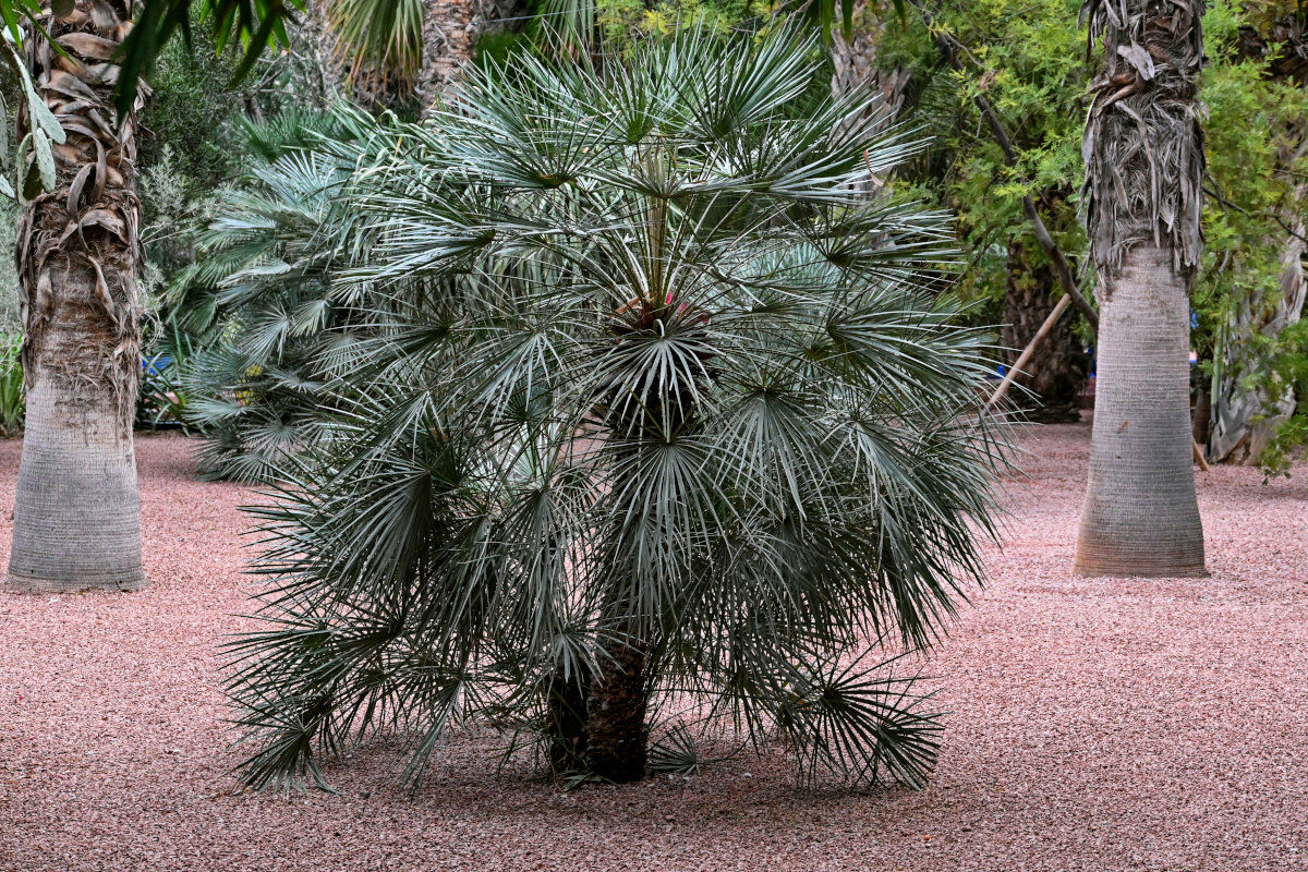 Image of Chamaerops humilis specimen.