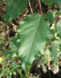 Populus × berolinensis