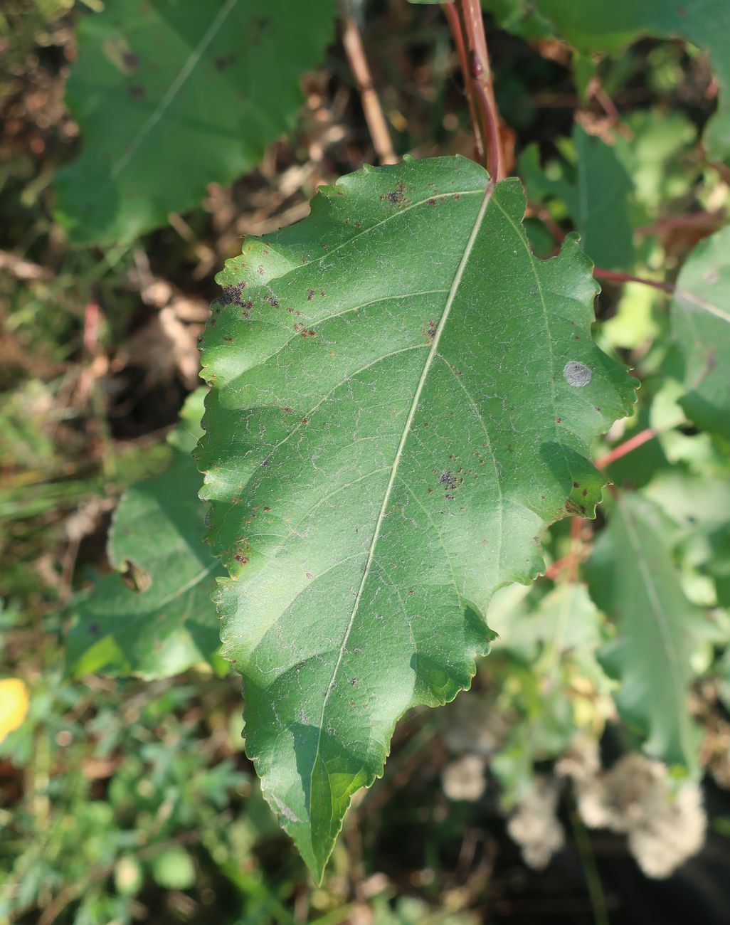Image of Populus × berolinensis specimen.
