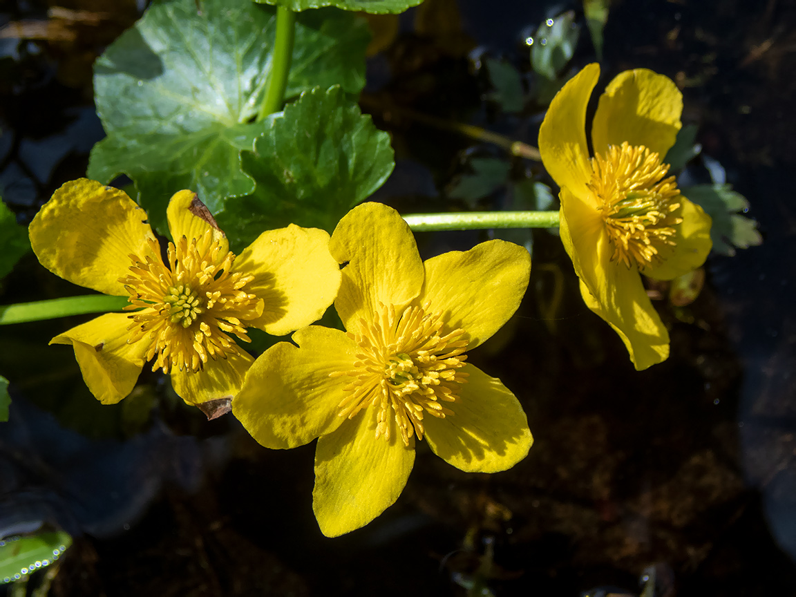 Image of Caltha palustris specimen.