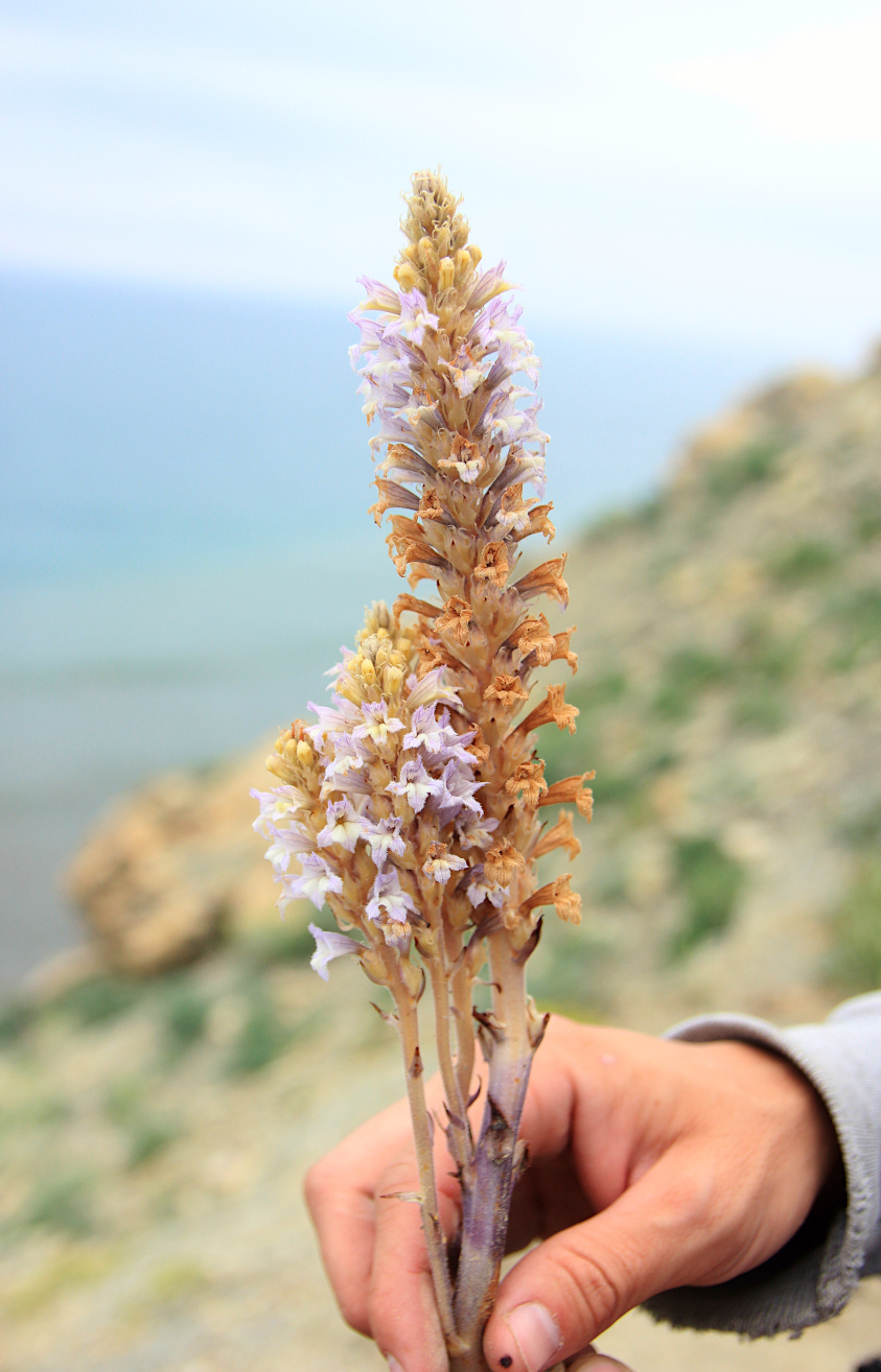 Image of Phelipanche gussoneana var. zosimae specimen.