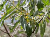 Elaeagnus angustifolia. Побег с цветками. Астраханская обл., Черноярский р-н, окр. с. Солёное Займище, берег р. Волга, пойменный лес. 02.06.2022.