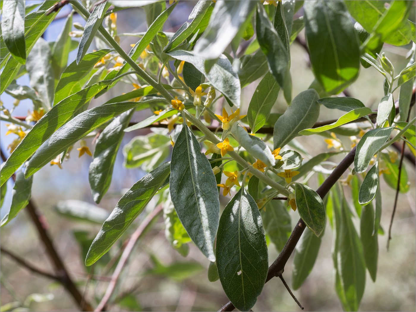 Image of Elaeagnus angustifolia specimen.