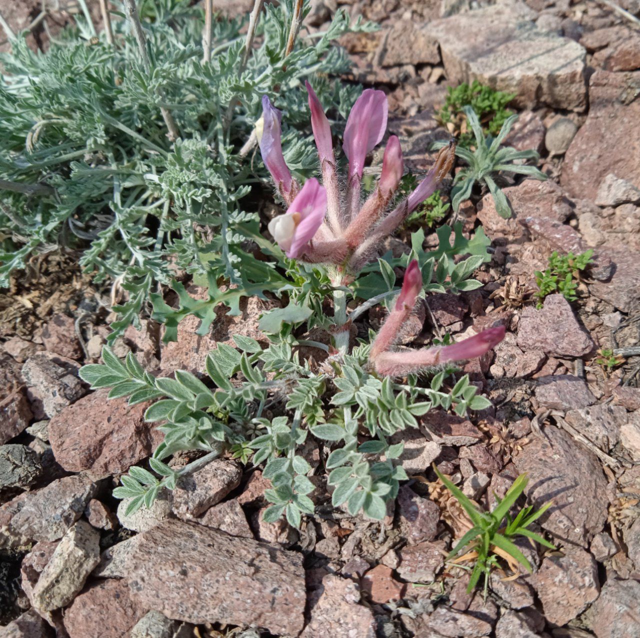 Изображение особи Astragalus ferganensis.