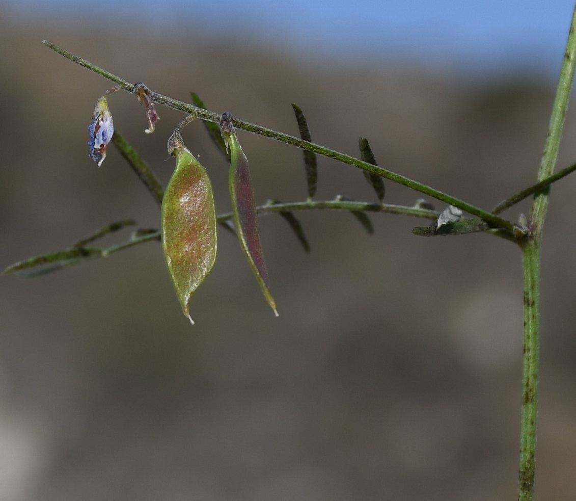 Image of Vicia palaestina specimen.