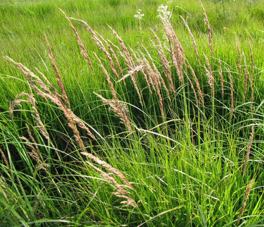 Image of Calamagrostis neglecta specimen.