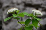 Viburnum lantana