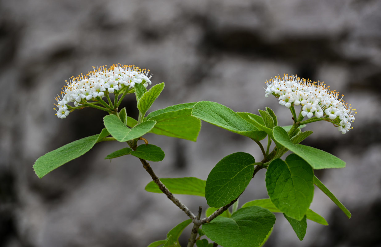 Изображение особи Viburnum lantana.