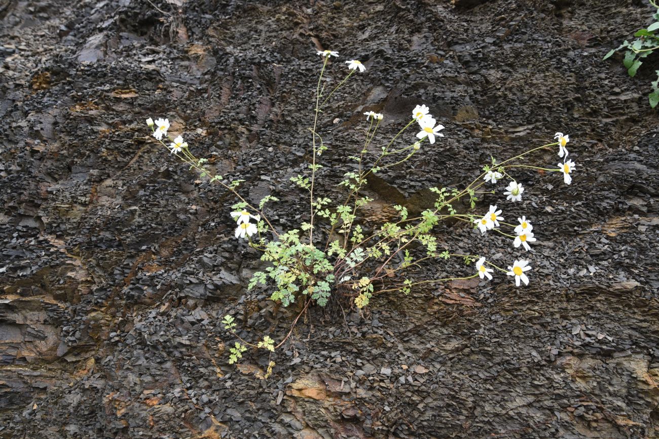 Изображение особи Pyrethrum demetrii.