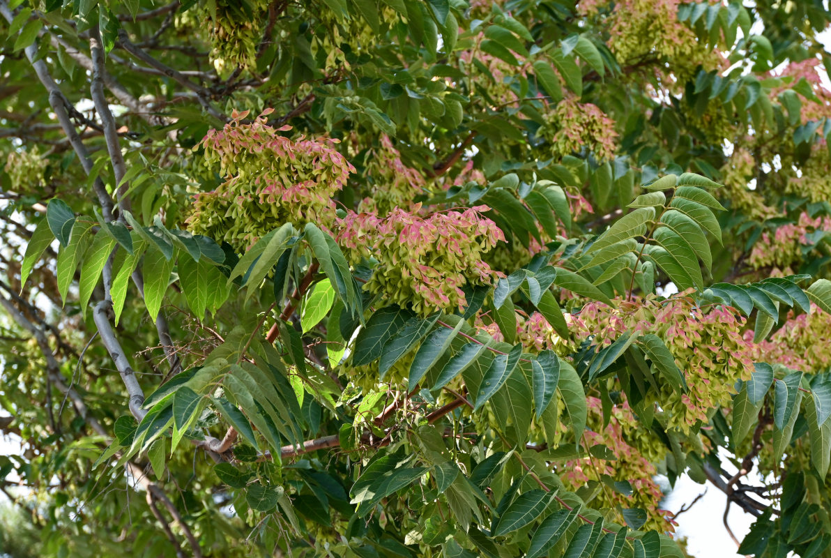 Изображение особи Ailanthus altissima.