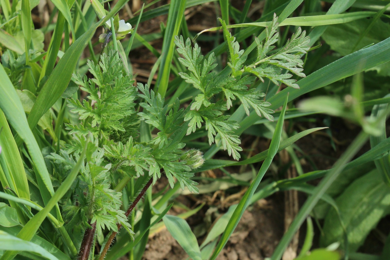 Изображение особи Erodium cicutarium.