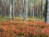 Vaccinium myrtillus. Аспект растений с листьями в осенней окраске в сообществе с Vaccinium vitis-idaea. Тверская обл., Кимрский р-н, окр. дер. Бурцево, сосновый бор. 23.09.2022.