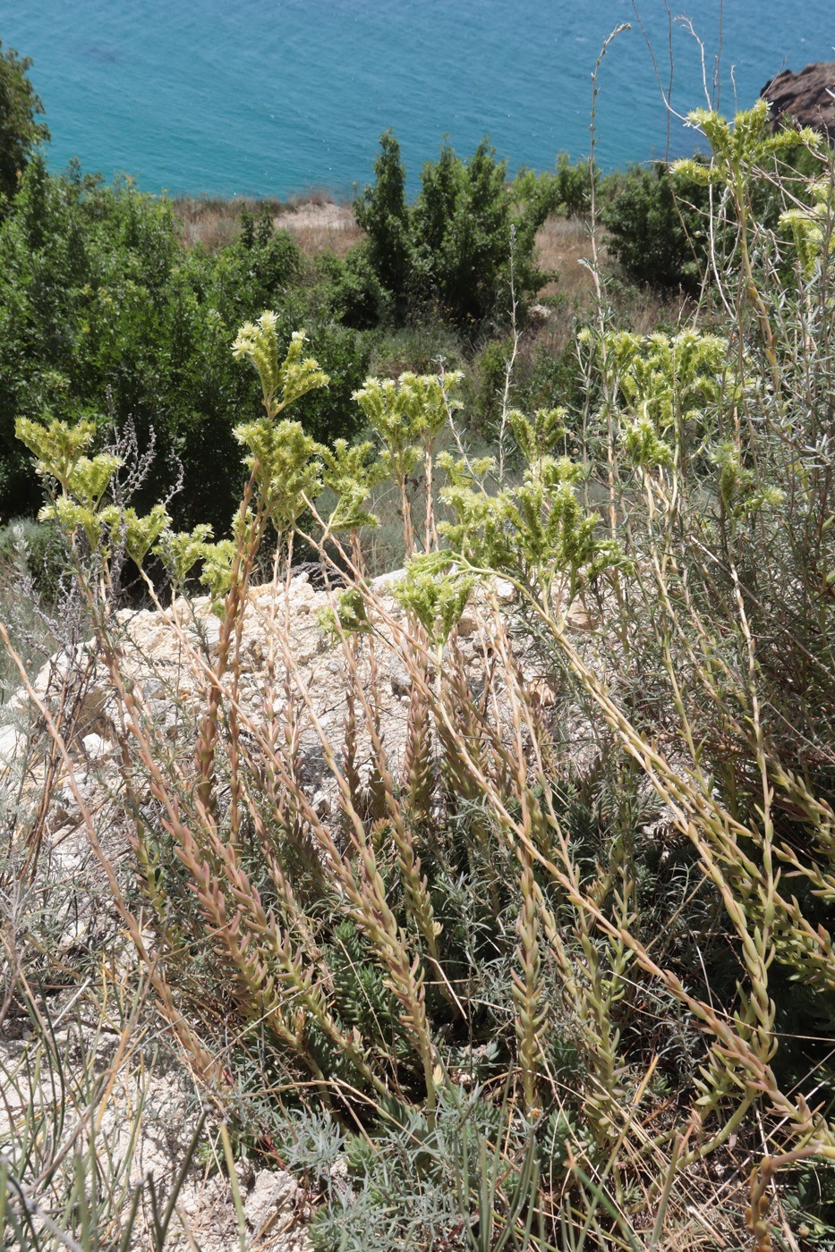 Изображение особи Sedum sediforme.