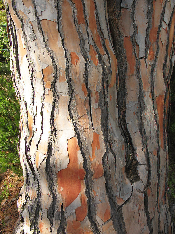 Image of Pinus pinea specimen.