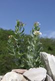 Argusia sibirica