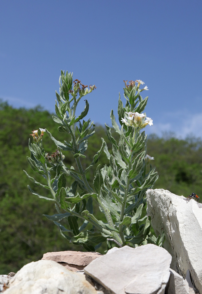 Изображение особи Argusia sibirica.