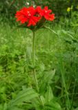 Lychnis chalcedonica