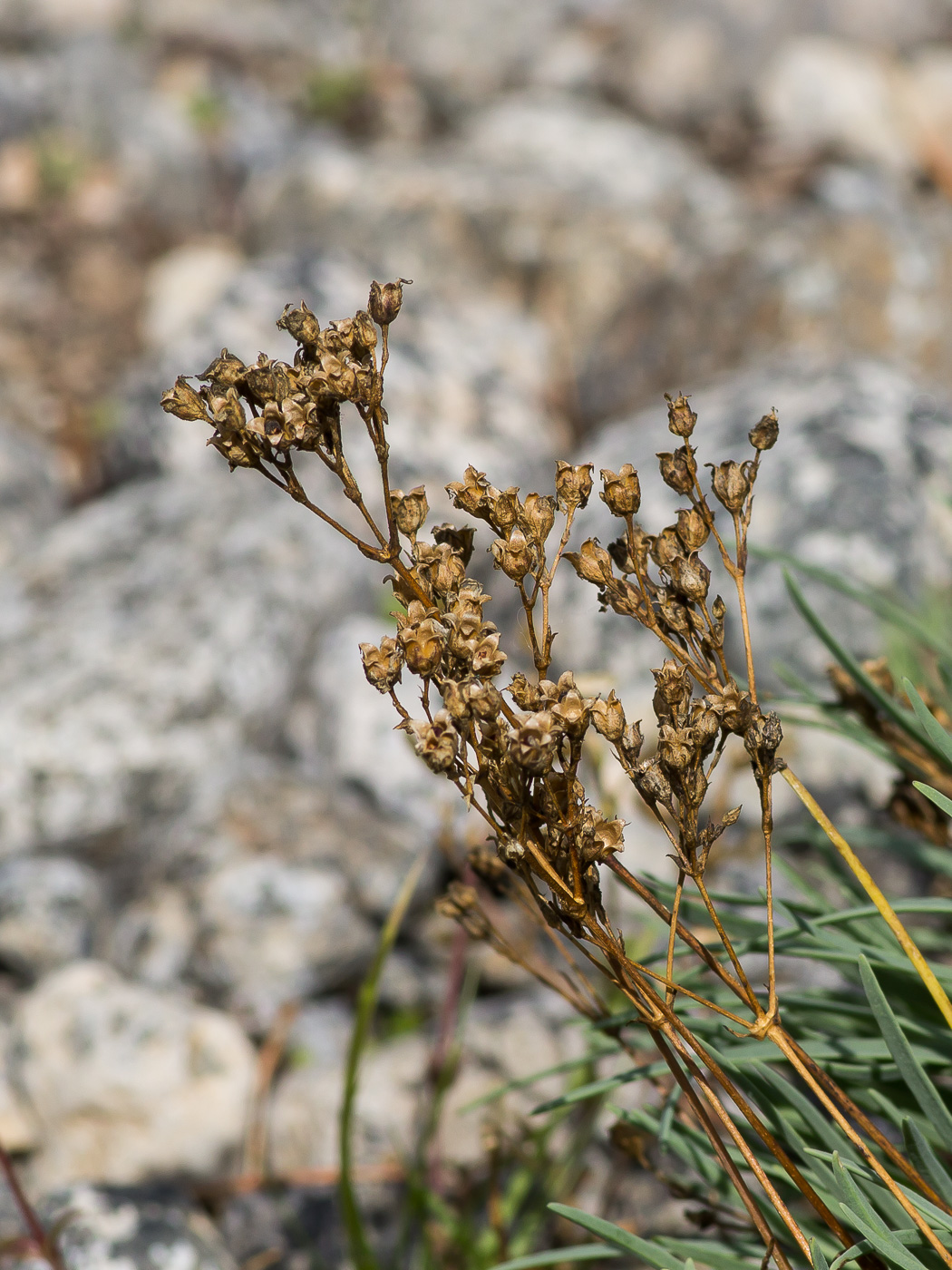 Изображение особи Gypsophila uralensis.