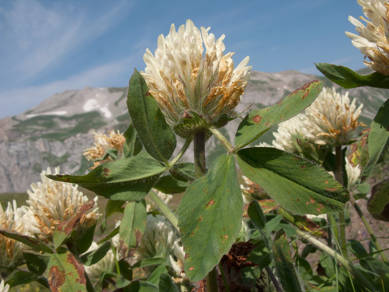 Изображение особи Trifolium canescens.