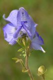 Aconitum cymbulatum. Верхушка цветущего растения. Карачаево-Черкесия, Карачаевский р-н, левый берег р. Узункол, ≈ 1900 м н.у.м., сосновый лес. 20.07.2023.