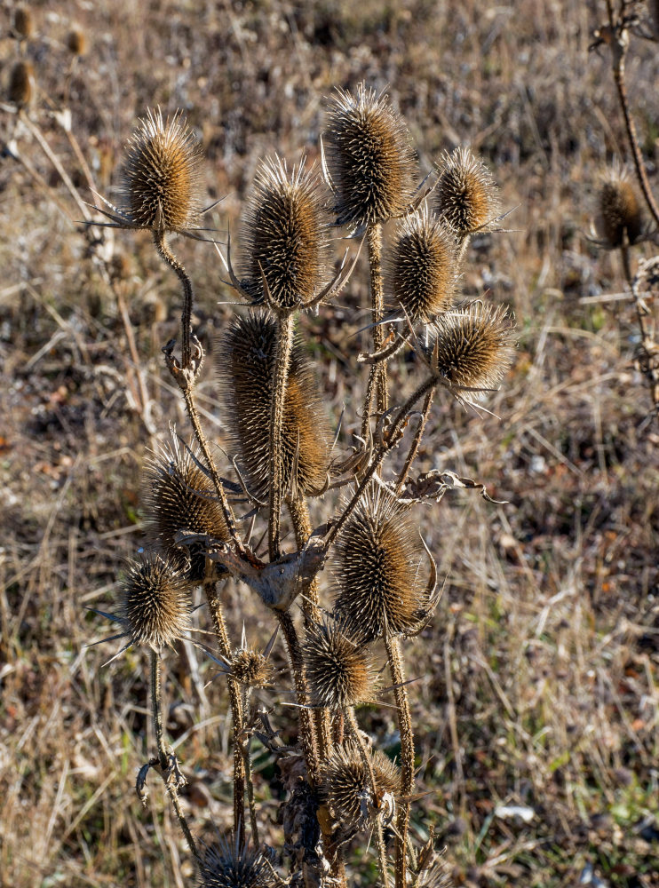 Изображение особи Dipsacus laciniatus.