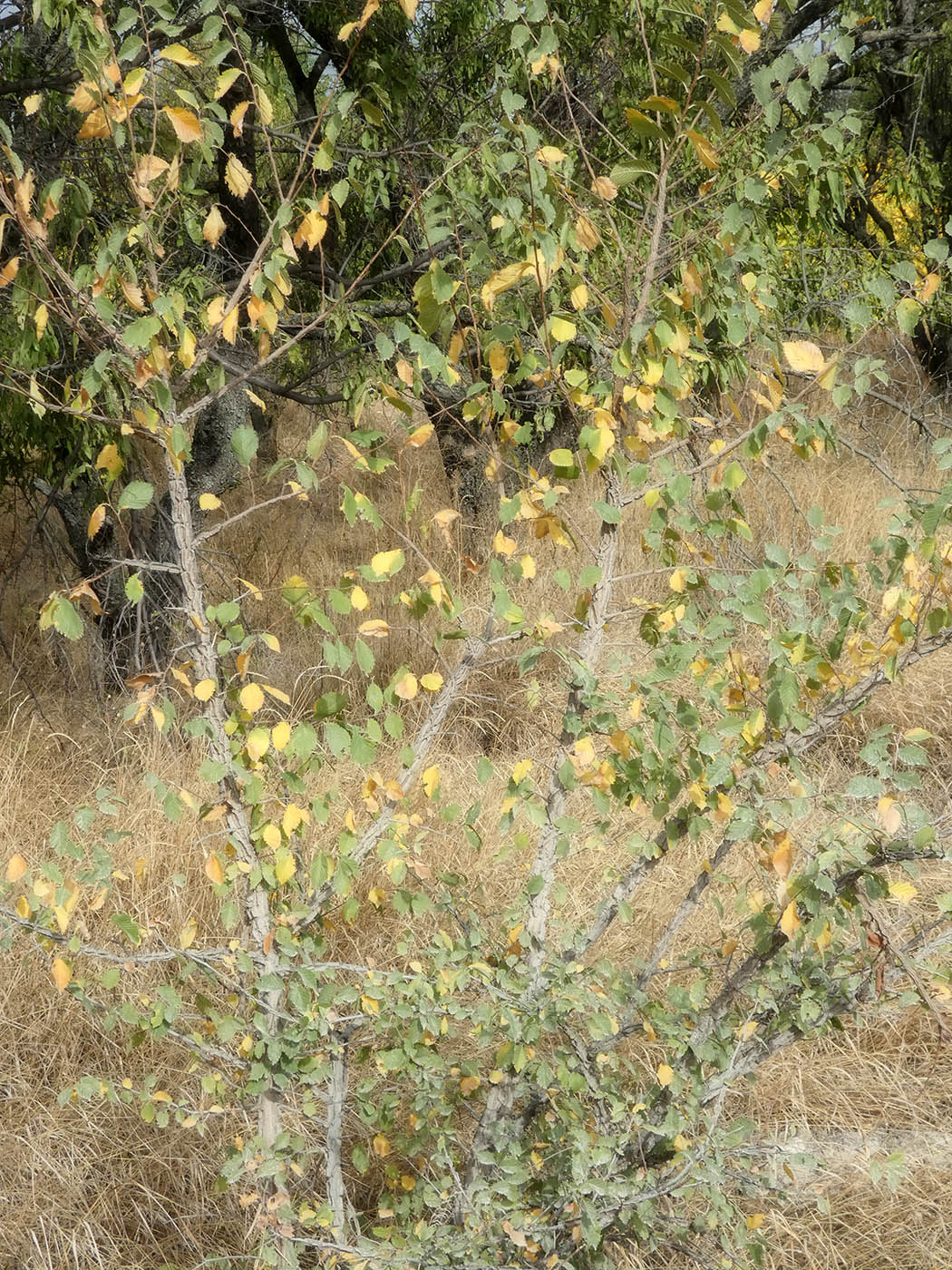 Изображение особи Ulmus pumila.