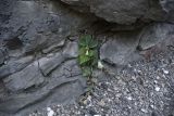 Campanula alliariifolia. Цветущее растение. Чечня, Шаройский р-н, бассейн р. Цесиахк, долина левого притока чуть ниже водопада, на скале. 10 августа 2023 г.
