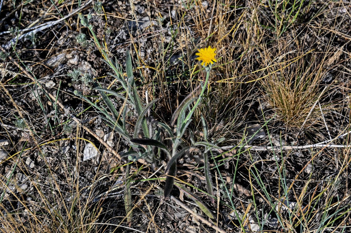 Изображение особи Pilosella echioides.