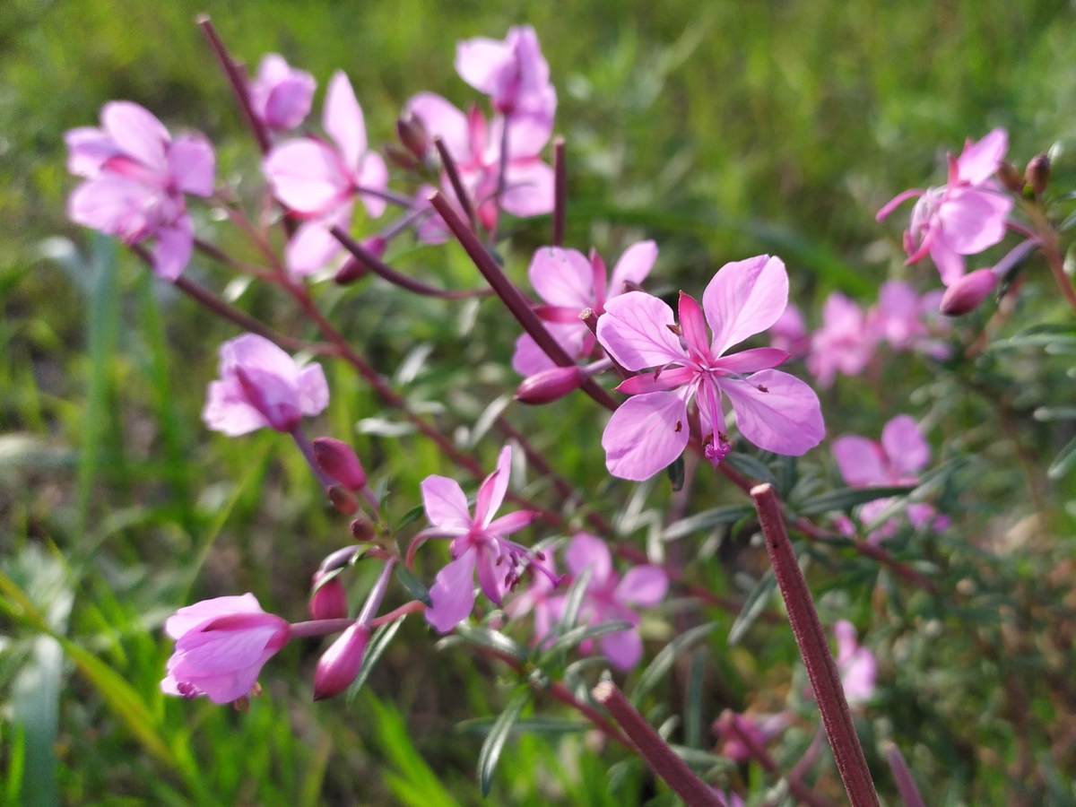 Image of Chamaenerion colchicum specimen.