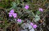 Dianthus pseudarmeria. Верхушки побегов с соцветиями (рядом видны цветущие Teucrium polium). Дагестан, Казбековский р-н, долина р. Сулак, Сулакский каньон, ≈ 900 м н.у.м., луговой склон. 28.07.2022.