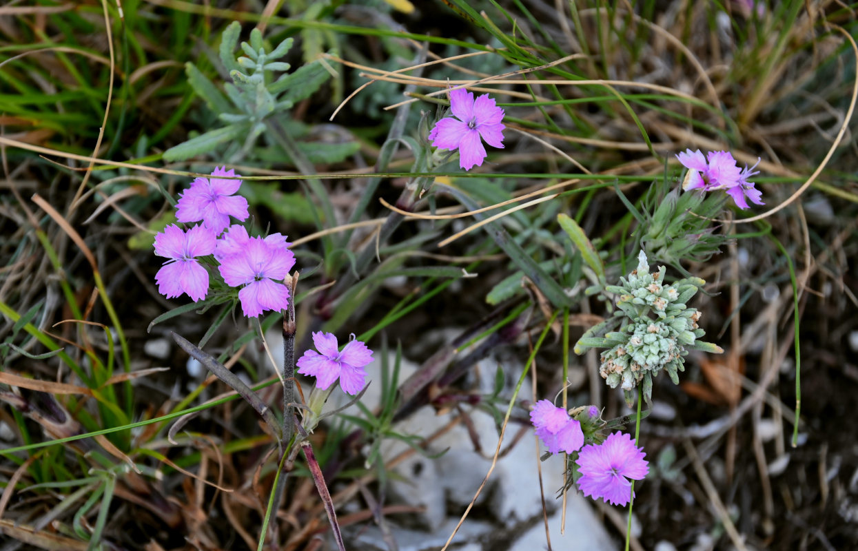 Image of Dianthus pseudarmeria specimen.