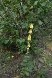 Verbascum phlomoides. Цветущее растение. Чечня, Шаройский р-н, правый берег р. Шароаргун, 150 м выше устья р. Кенхи, луг. 12 августа 2023 г.