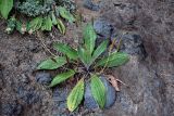 Plantago camtschatica
