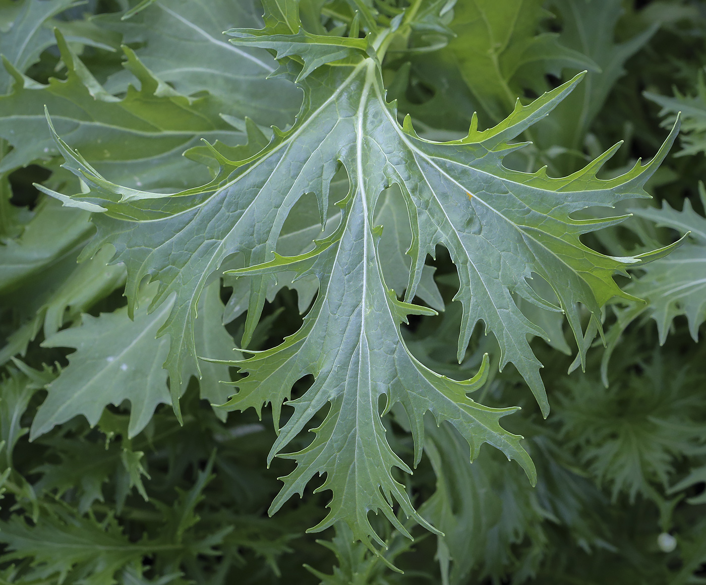 Image of Brassica oleracea var. viridis specimen.