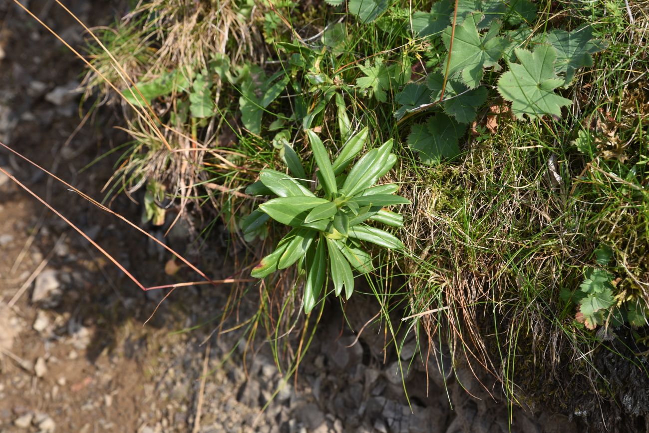 Image of Daphne glomerata specimen.