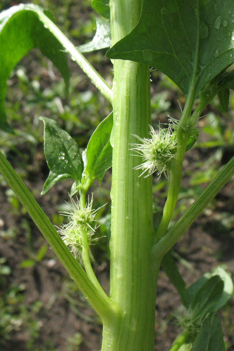 Изображение особи Spinacia oleracea.