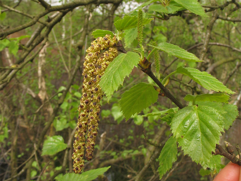 Изображение особи Betula pubescens.