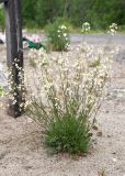 Arabidopsis arenosa