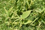 Veratrum lobelianum