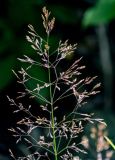 род Agrostis