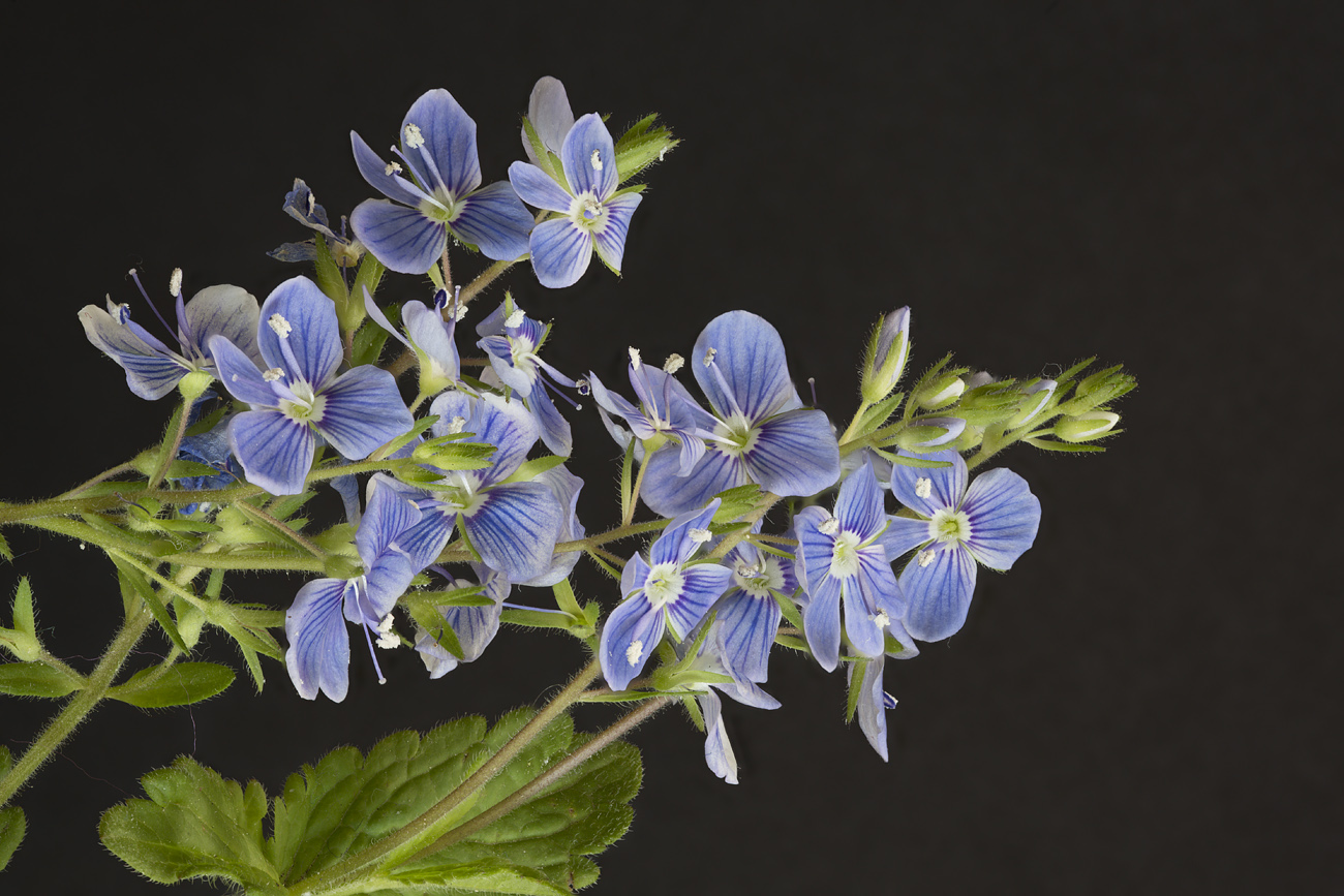 Image of Veronica chamaedrys specimen.